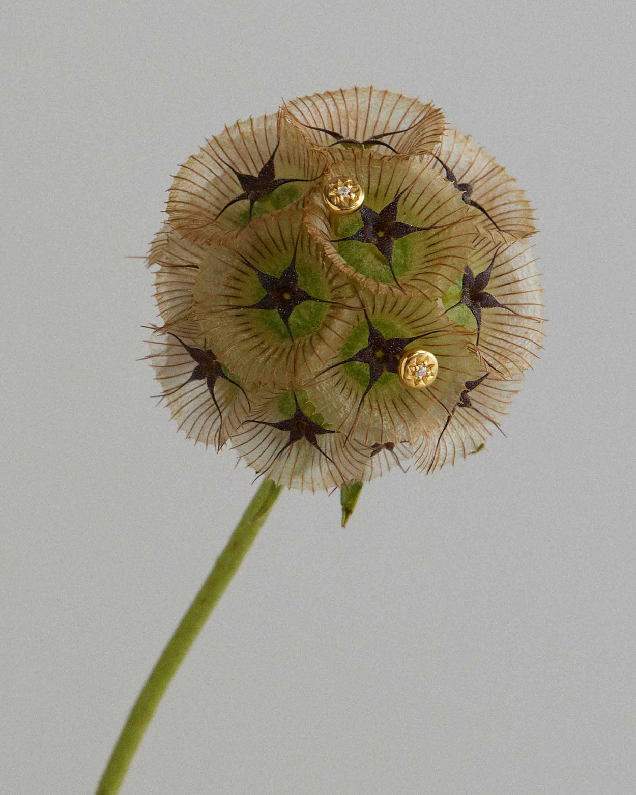 GUIDING STAR STUDS (18K GOLD PLATED) IMAGE 4